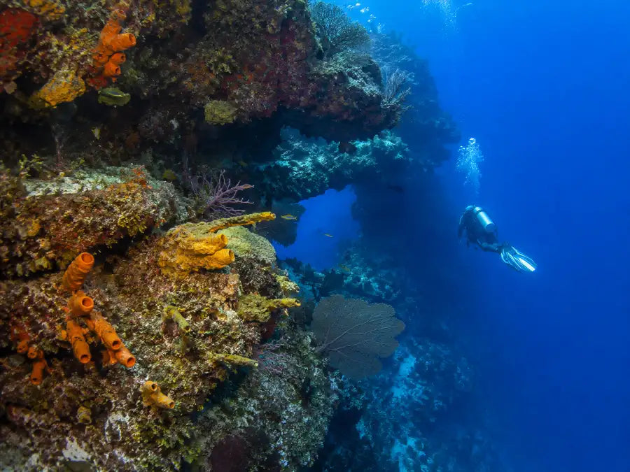 Palancar Gardens Cozumel Dive Site unique Formations 