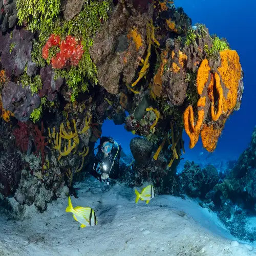 A scuba diver in full gear explores a vibrant underwater coral reef adorned with orange, red, and green sponges.