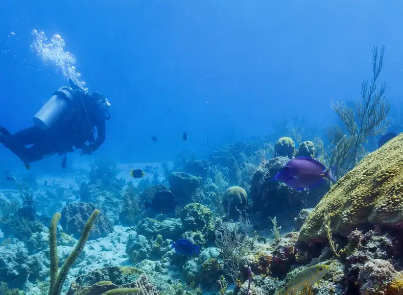 A scuba diver in full gear glides through vibrant blue water, surrounded by colorful coral reefs and tropical fish.
