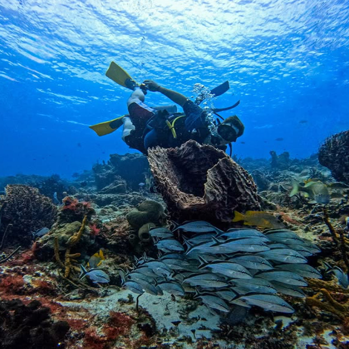 Scuba Du Cozumel