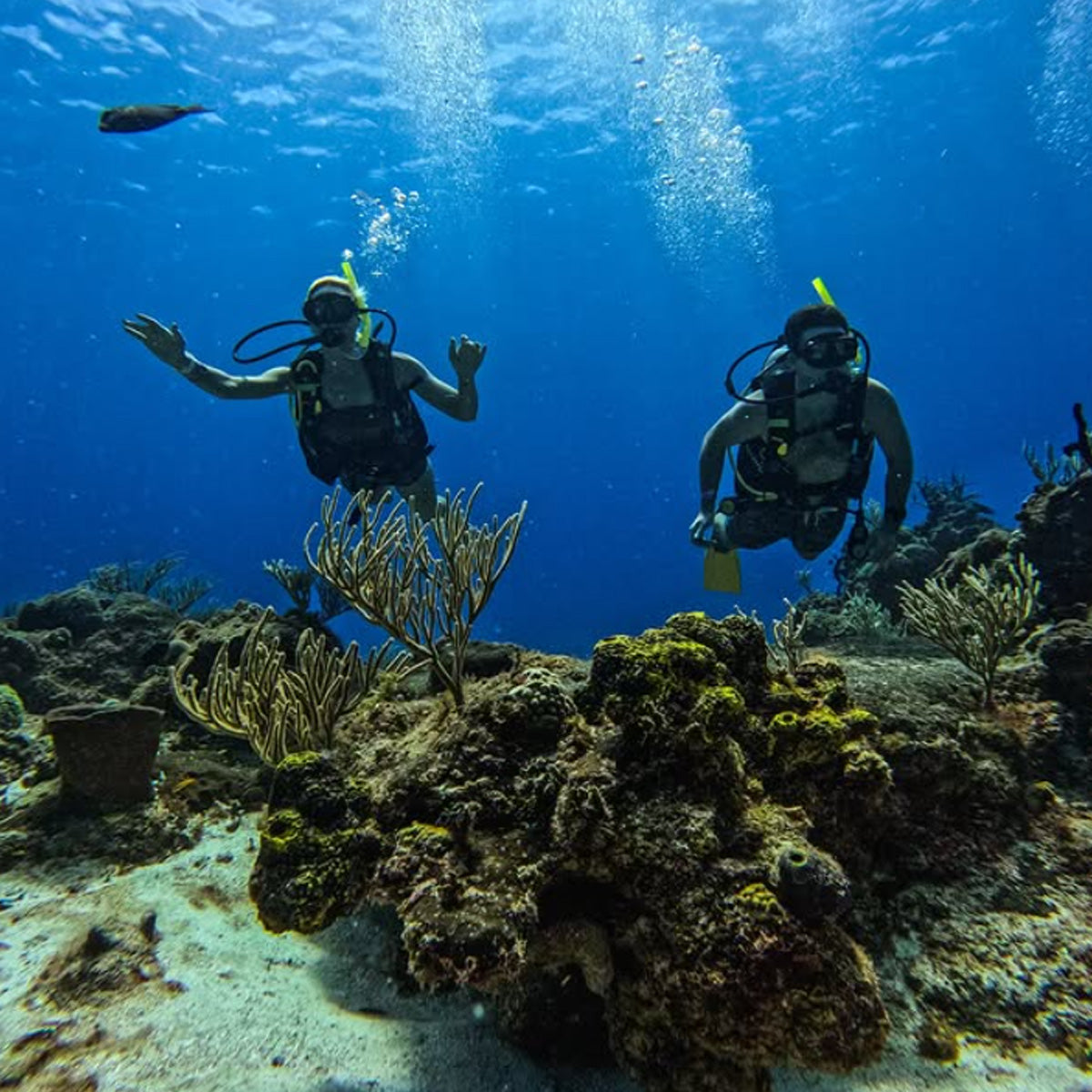 Scuba Du Cozumel