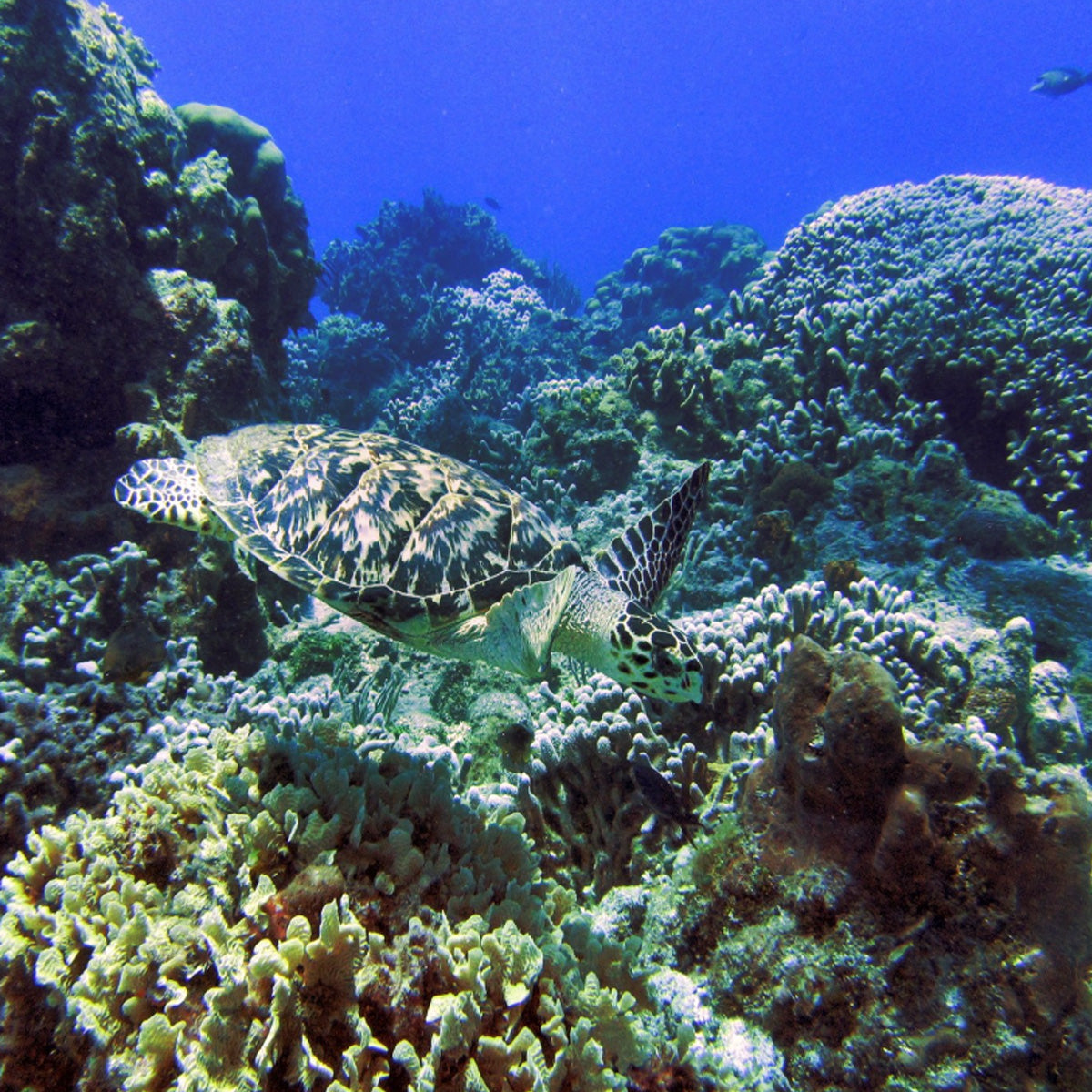 Scuba XOC Cozumel