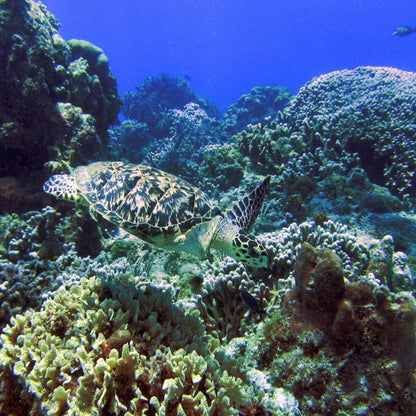 Scuba XOC Cozumel