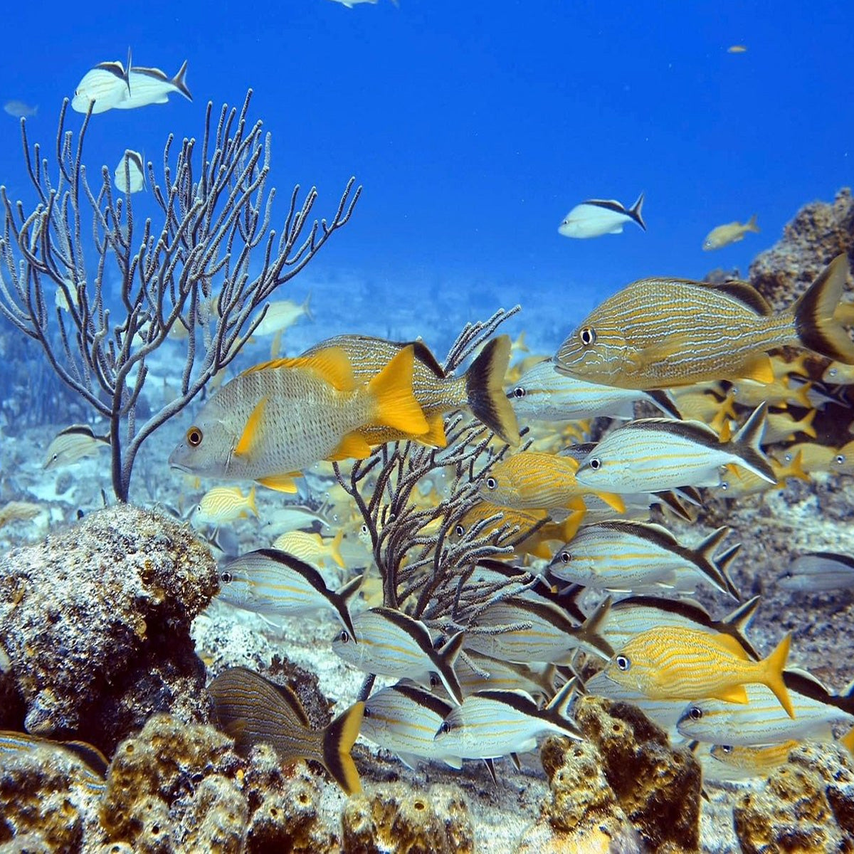 Scubamau Cozumel