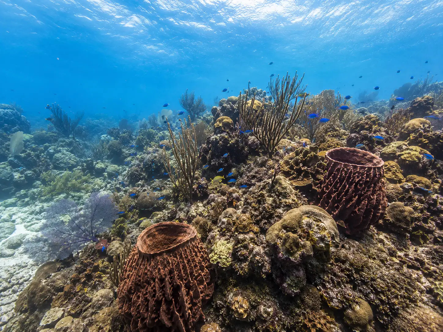 Two prominent brown, basket-like sea sponges with textured surfaces rest among a vibrant coral reef teeming with small blue fish.