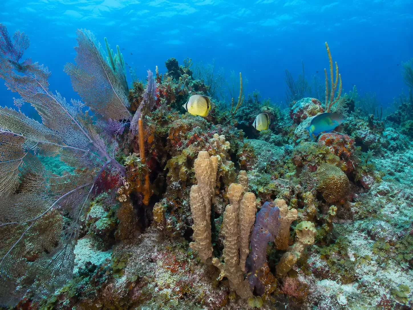 Vibrant coral reef teeming with colorful fish and intricate marine life.