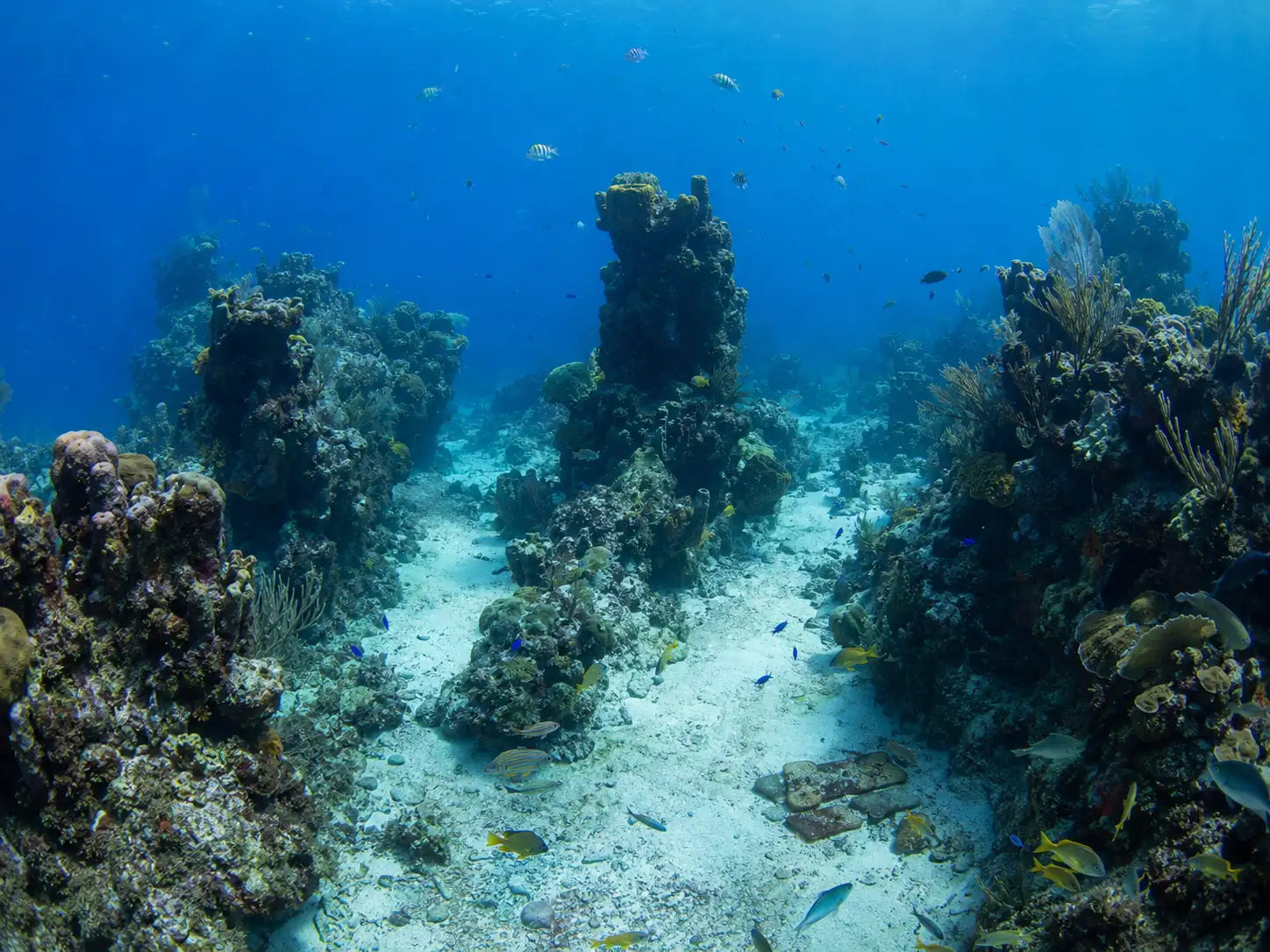 Vibrant coral reef formations with diverse textures and hues of brown, green, and orange rise from a sandy ocean floor.