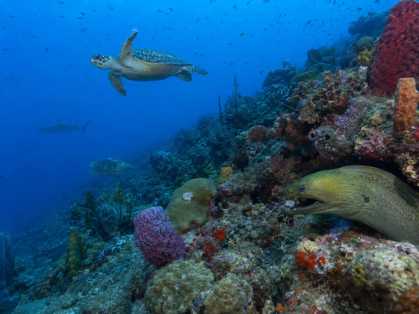 A vibrant coral reef teeming with marine life, featuring a sea turtle gliding through the blue water and an eel peeking from behind colorful corals.