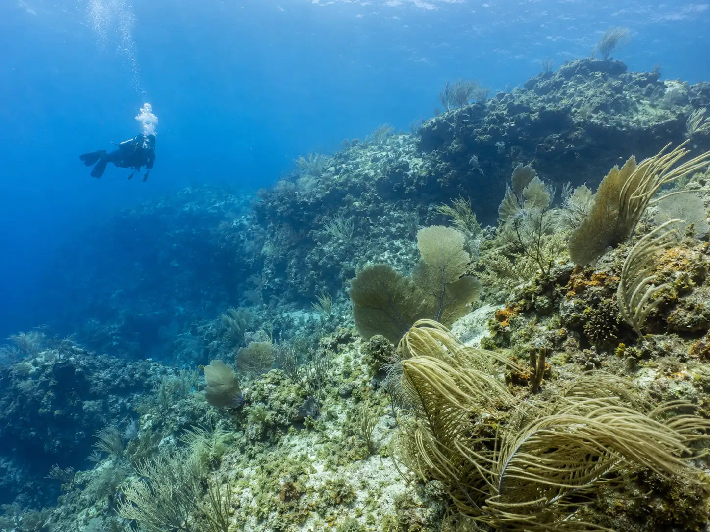 Vibrant green and brown sea fans grow densely across a sunlit coral reef.