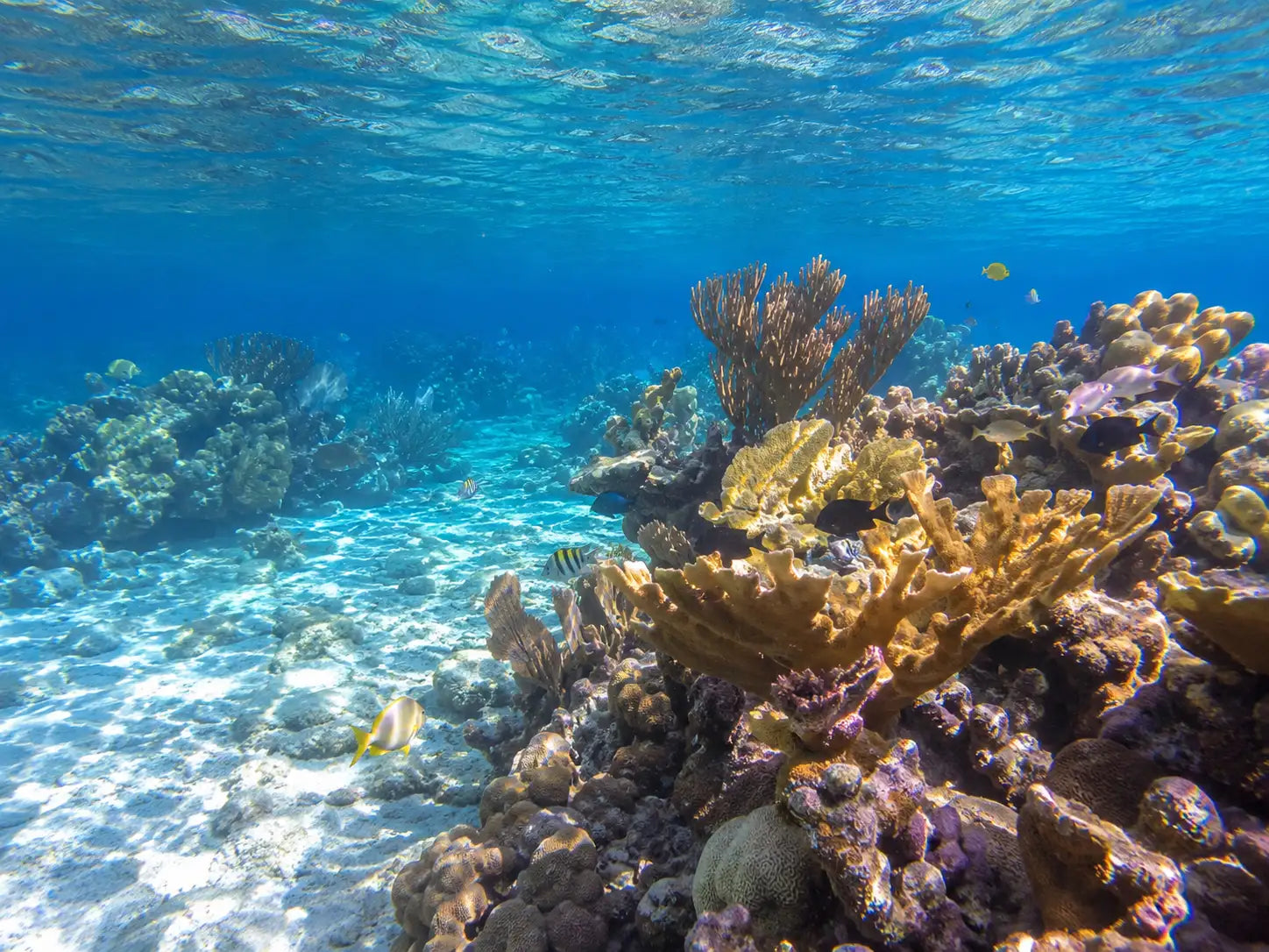 Vibrant orange and brown coral formations rise from a sunlit sandy ocean floor, surrounded by small fish swimming in clear blue water.