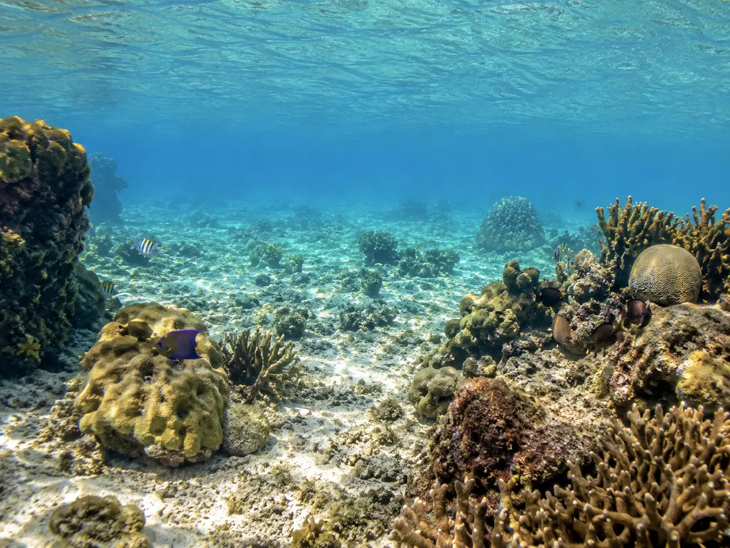Vibrant purple fish swim gracefully among diverse coral formations in clear turquoise waters.