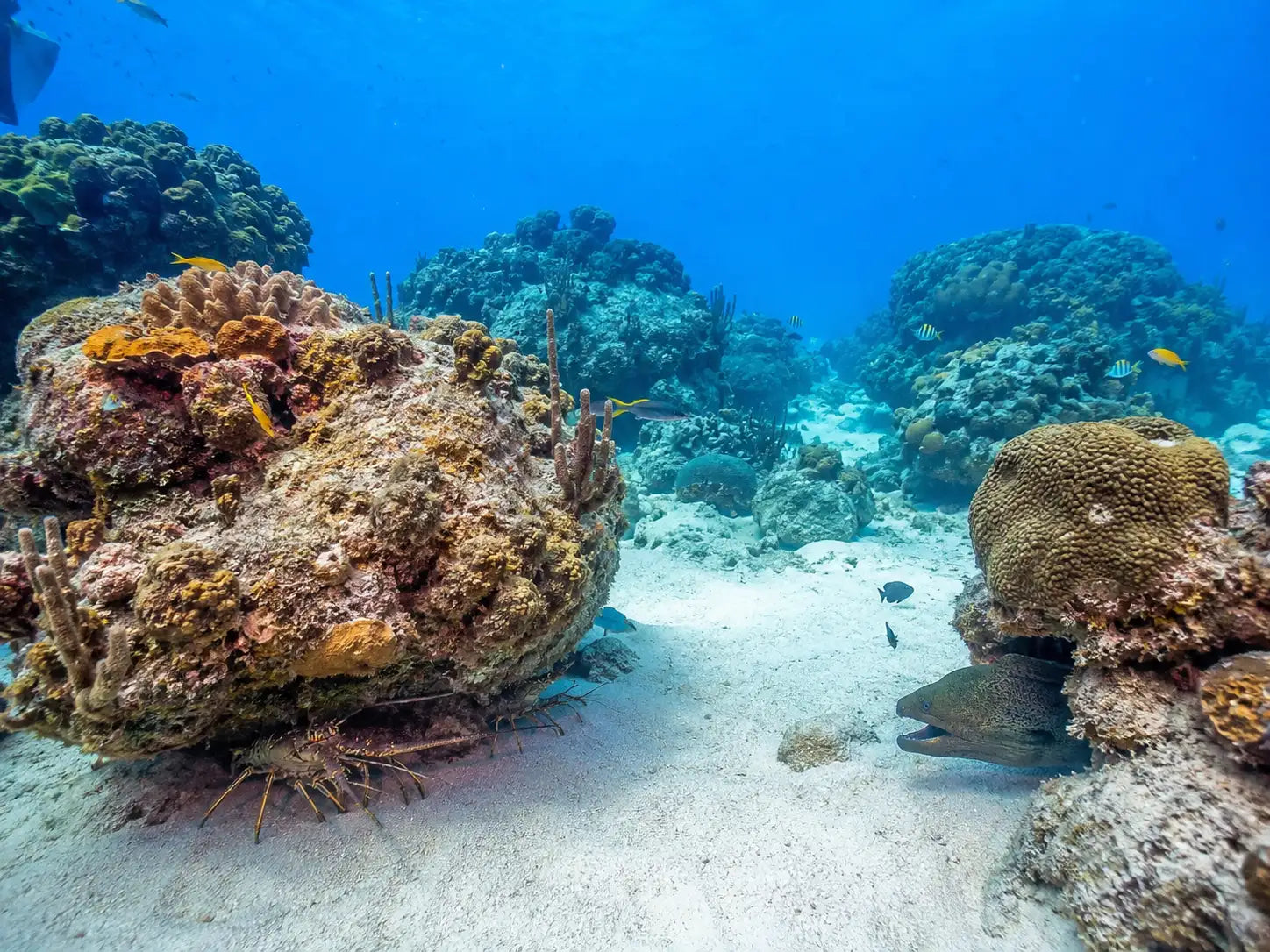 A vibrant, textured coral reef with diverse shapes and hues of orange, brown, and green.