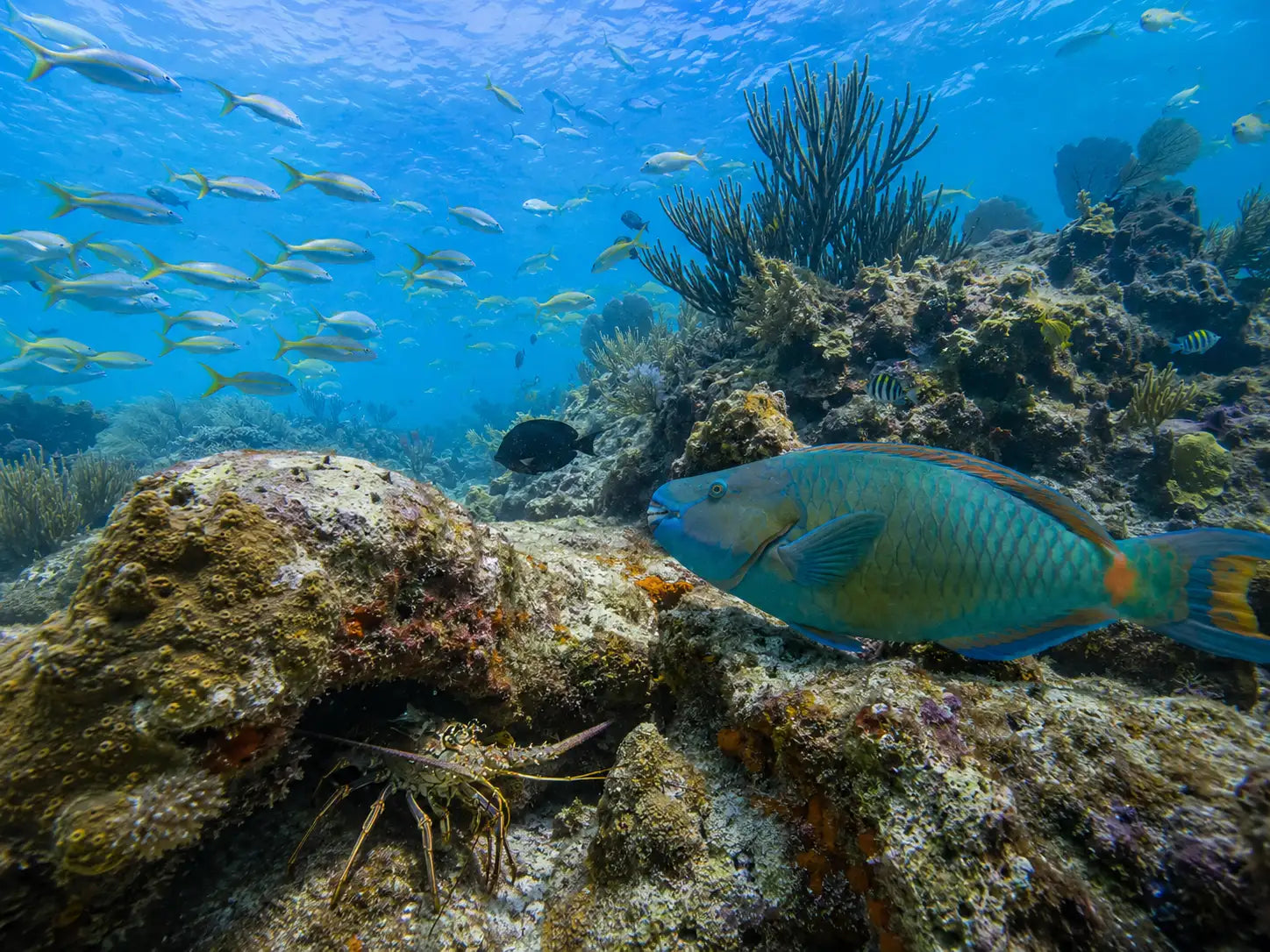 A vibrant turquoise and green parrotfish with a yellow tail swims near coral rocks.