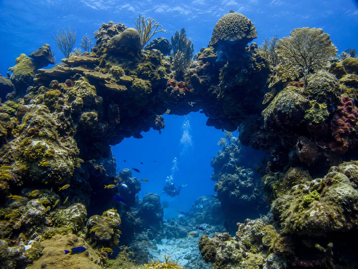 A vibrant underwater coral archway, featuring a mix of green and brown hues with intricate textures.