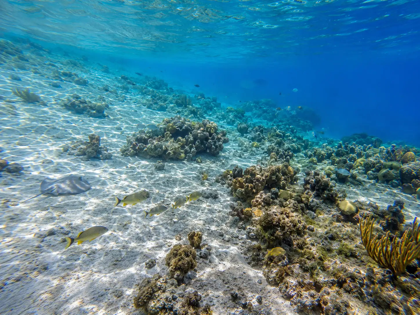A vibrant underwater scene featuring a sandy ocean floor dotted with colorful coral reefs and schools of small, yellow-tailed fish swimming gracefully near the surface.