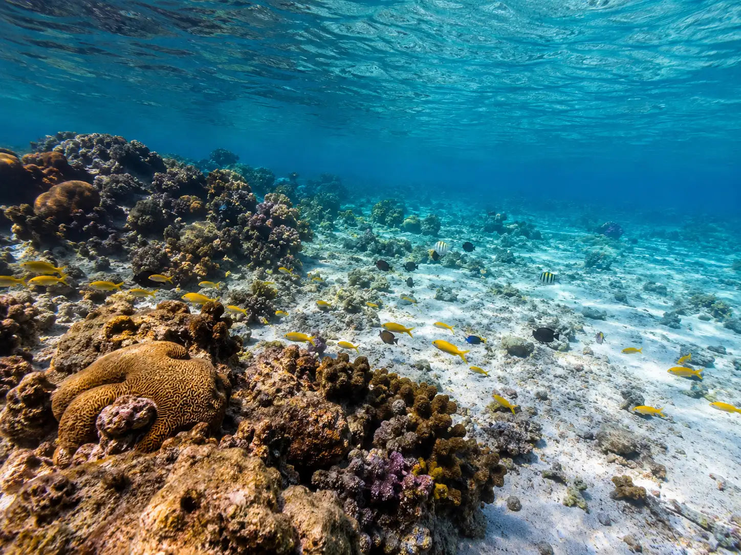 Vibrant yellow fish swim among diverse coral formations in clear turquoise water.